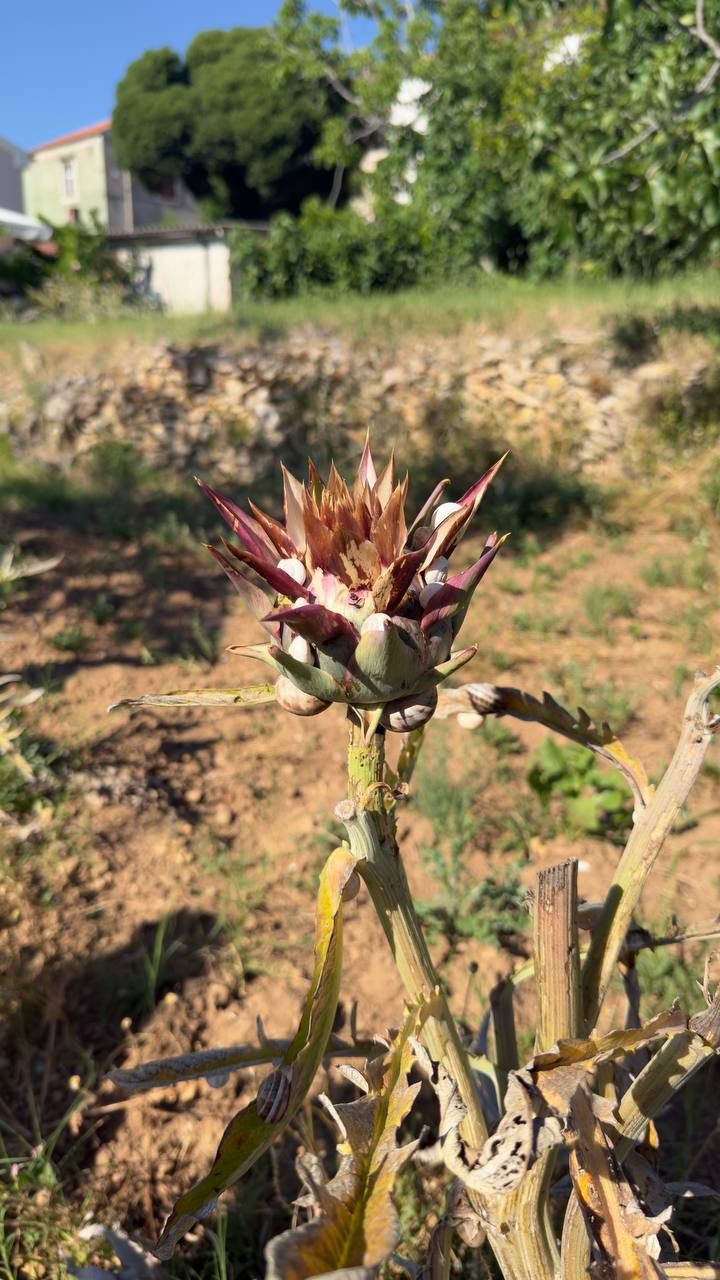 Alcachofa en flor